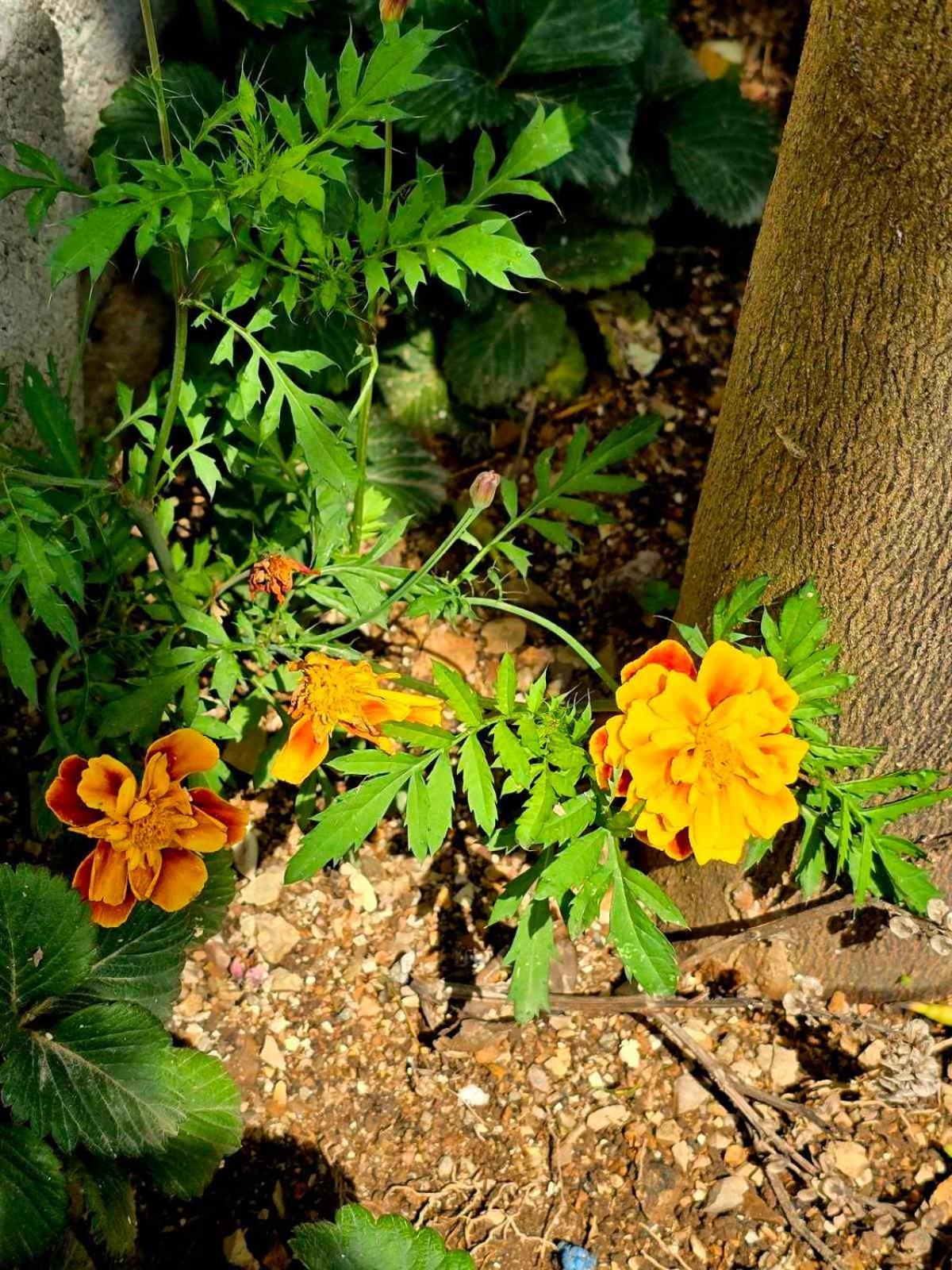 Philoxenia Вилла Химара