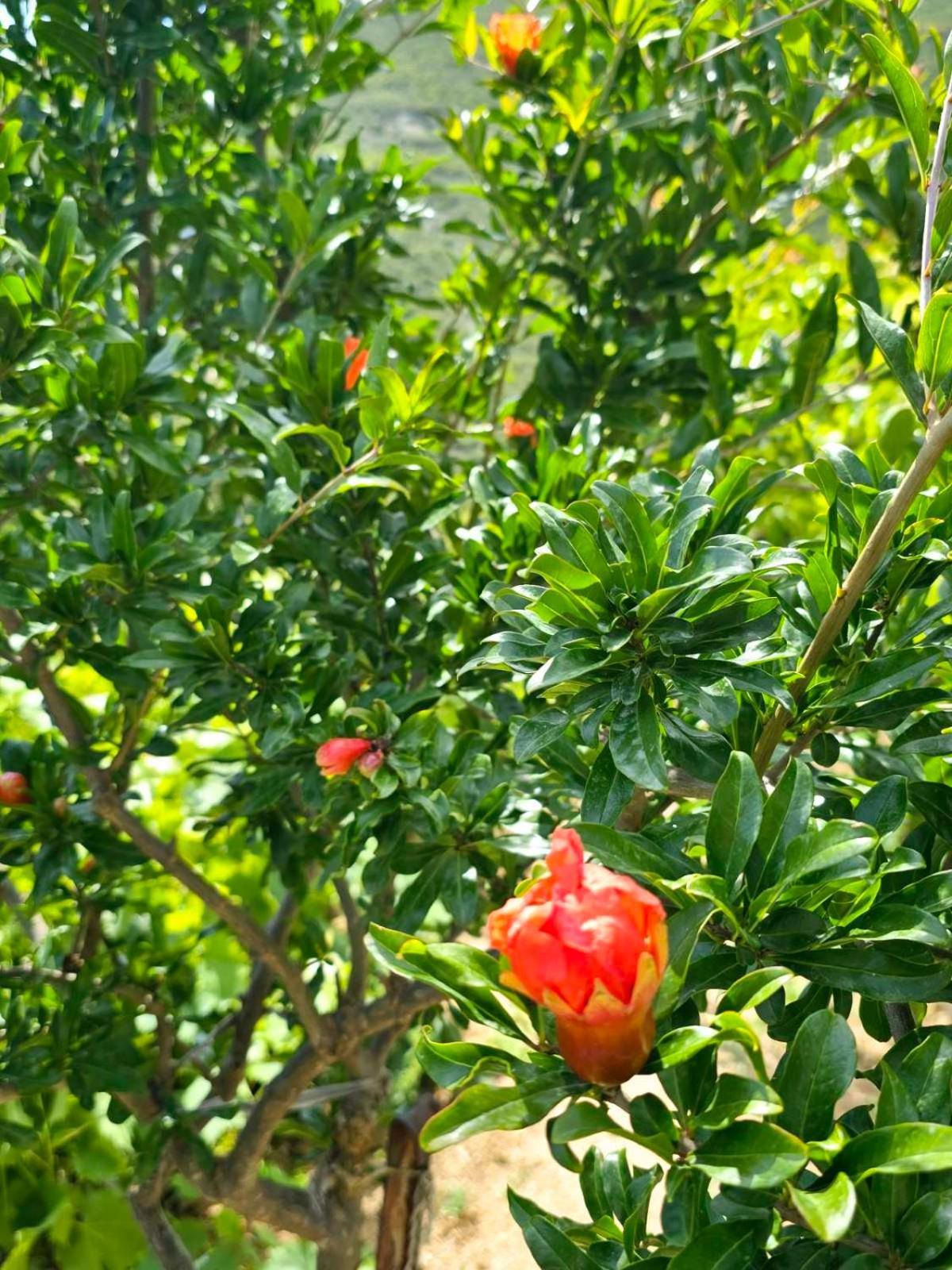 Philoxenia Вилла Химара