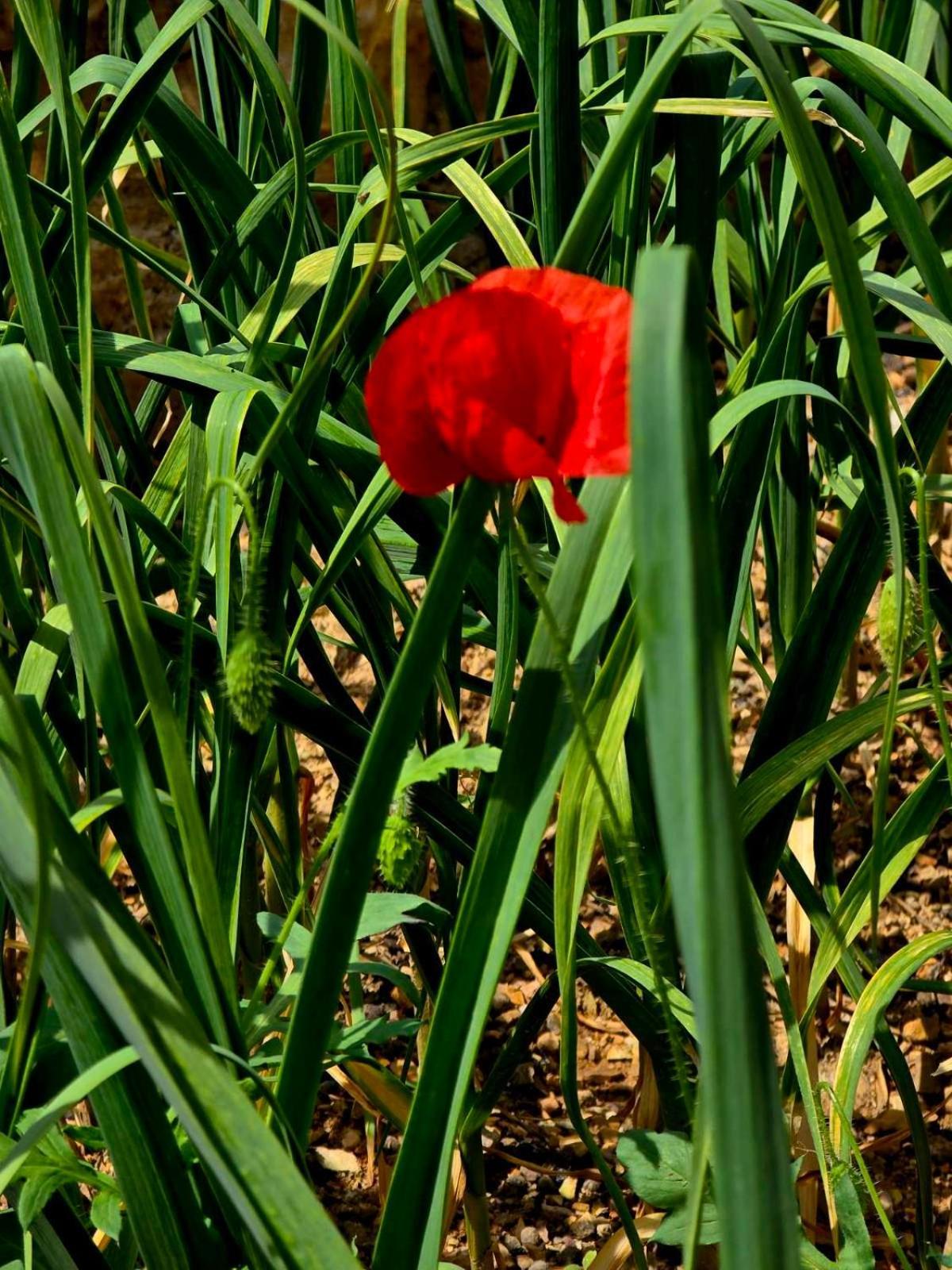 Philoxenia Вілла *